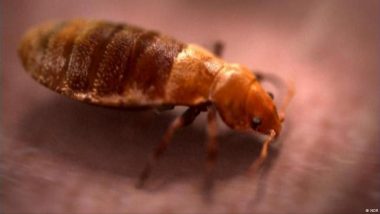 Bedbugs: Small, Resistant and Very Hard to Fight