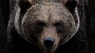 Bear Attack in Visakhapatnam: Employee of Indira Gandhi Zoological Park Dies After Being Attacked by Bear