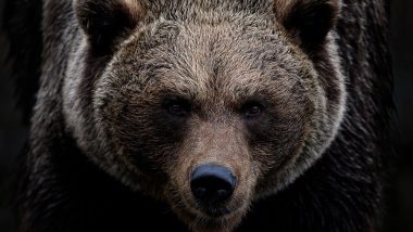 Bears Are Roaming Around Russia’s Siberia Half-Asleep As Warm November Temperatures Hamper Hibernation