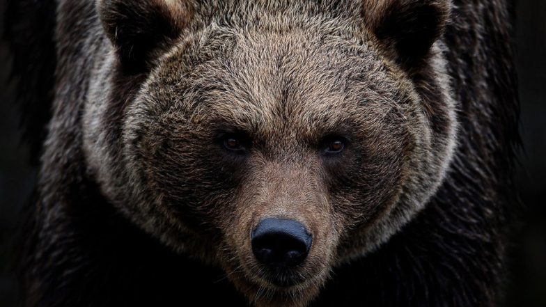 Bear Attack in Canada: Grizzly Bear Attacks and Kills Couple, Their Dog at Banff National Park in Alberta; Wild Animal Now Euthanised