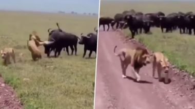 Lion Fends off Cape Buffalo Attack To Protect Lioness, Video Goes Viral