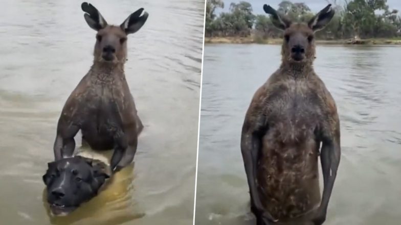 Man Rescues Dog from Kangaroo Attack in Australia, Video Goes Viral