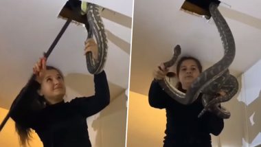 Australia: Woman Removes Two Giant Snakes From Ceiling of Her House With Bare Hands, Chilling Video Goes Viral