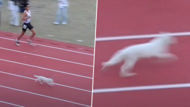 Cat Participates and Wins in College Track Race, Hilarious Video From China Surface Online (Watch)