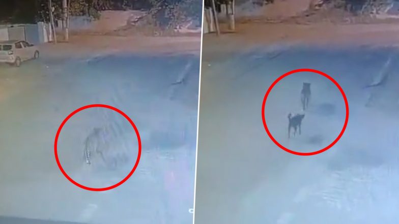 Leopard Spotted in Bengaluru Videos: Leopard Sighted Wandering in and Around Whitefield Area, Search Operation Underway