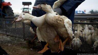 France to Vaccinate Millions of Ducks Against Bird Flu