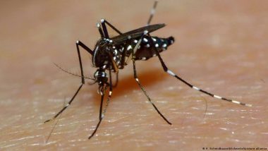 Dengue Rates Plunged After Release of Lab-altered Mosquitoes