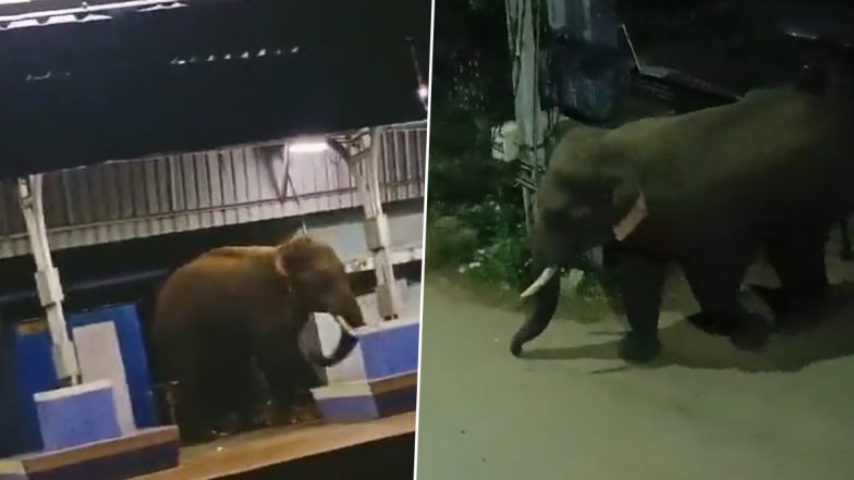 Andhra Pradesh: Lone Elephant Takes ‘Morning Walk’ at Parvathipuram Railway Station, Video Surfaces