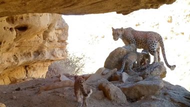 Rare Persian Leopards Caught on Camera: Family of Persian Leopards Make Home Infront of Trap Camera in Turkmenistan, Mesmerising Video Surfaces