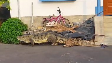 Crocodile on Street of West Bengal Video: Crocodile Seen Crawling in Residential Area in East Burdwan's Kalna, Rescued by Forest Officials