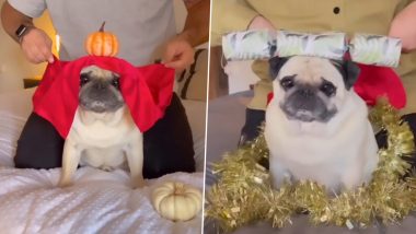 Cute Dog Balances Random Things Like Pumpkin, Tea Cups and Pancakes On His Head, Wholesome Video Goes Viral