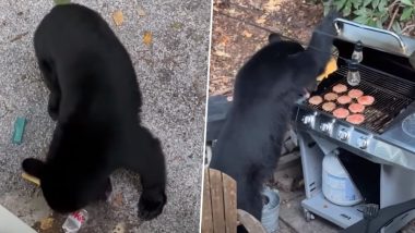 Frisky Black Bears Crash Family Barbeque in Tennessee, Feast On Diet Coke and Burgers (Watch Video)