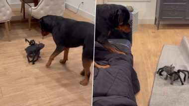 Halloween 2023 Vibes! Puppy Dressed in Spider Costume Scares Big Rottweiler Dog, Funny Video Goes Viral