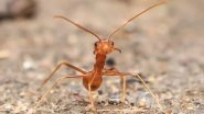 UK: Girl Suffers Sceptic Shock After Being Bitten by Tropical Pharaoh Ant at Her Council House, Lands in Hospital