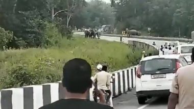 Elephant Herd Seen Crossing Road at Chodhwa Village in Chhattisgarh's Korba, Traffic Briefly Halted (Watch Video)