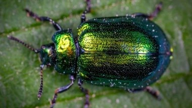 Science News | Pheromones Impact Fake Behaviour in Beetles: Study