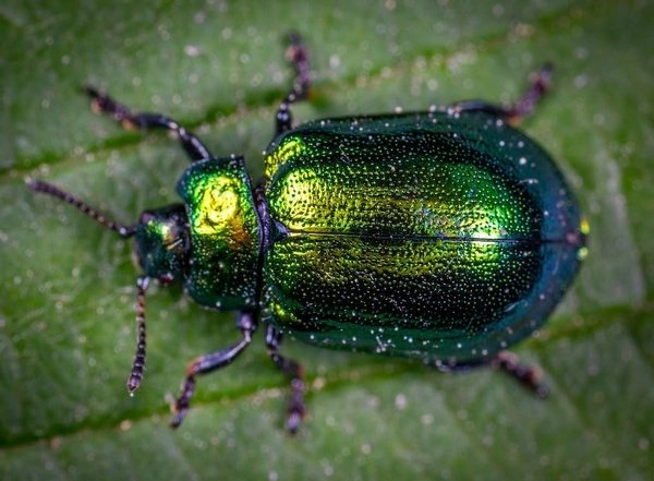 Science News | Pheromones Impact Fake Behaviour in Beetles: Study