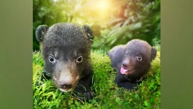 Business News | Heartwarming News: The Amazing Taman Safari Bali Welcomes Himalayan Black Bear Cubs