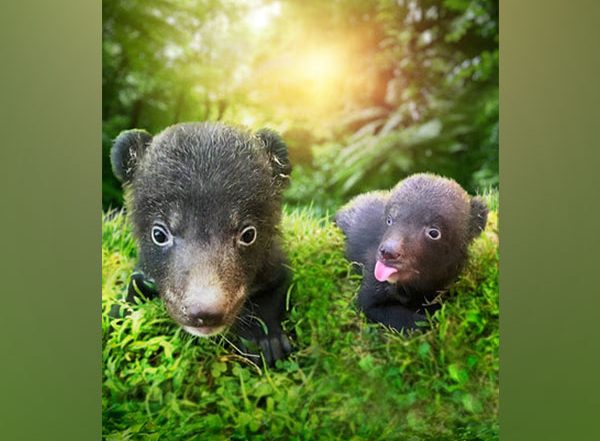 Business News | Heartwarming News: The Amazing Taman Safari Bali Welcomes Himalayan Black Bear Cubs