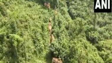 India News | TN Forest Officials Monitor Wild Elephants in Nilgiris as Human-animal Conflict Increases