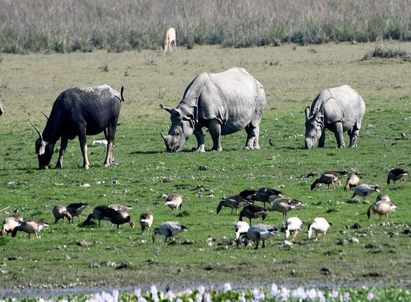 India News | Assam: Training Programme on Rhino DNA Indexing System Held at Kaziranga National Park