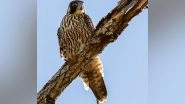 Science News | Peregrine Falcons Set out False Alarms to Make Prey Simpler to Catch: Study