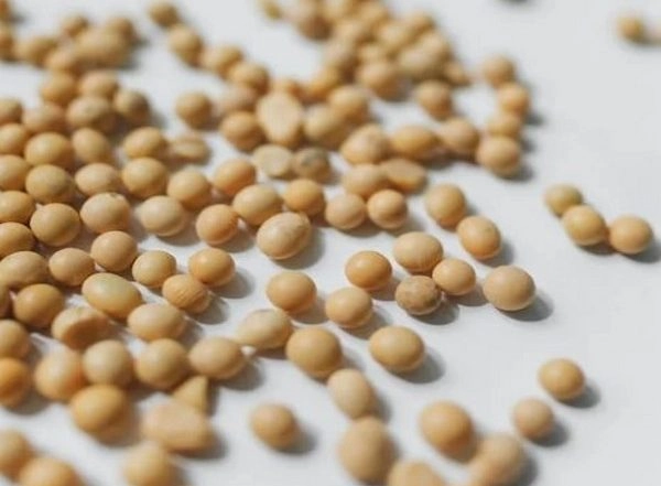 Science News | Study Finds New Method to Measure Ozone Stress in Soybeans