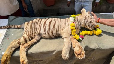 India News | MP: 5-month-old Cub of White Lioness Dies in Gwalior's Zoo