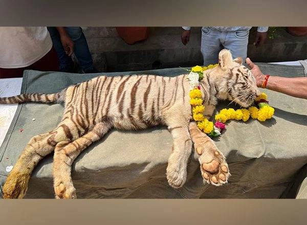 India News | MP: 5-month-old Cub of White Lioness Dies in Gwalior's Zoo