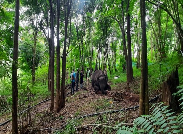 India News | TN: Female Elephant Found Dead in Mudumalai Tiger Reserve