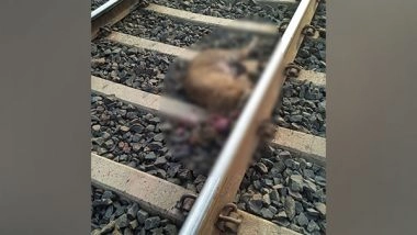 India News | MP: Pregnant Leopard Dies After Being Hit by Train in Bhopal