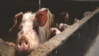 India News | Manipur's Imphal West Declared as Controlled Area for African Swine Fever