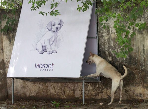 Business News | Vibrant Spaces' Innovative Approach to A Safer Chennai for Canines