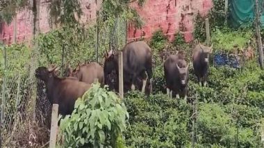 India News | Tamil Nadu: Wild Gaur Enters Kotagiri Town in Nilgiris