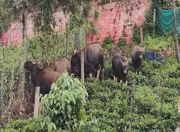 India News | Tamil Nadu: Wild Gaur Enters Kotagiri Town in Nilgiris