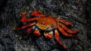 World News | Billions of Snow Crabs Disappear from Ocean Around Alaska: Report