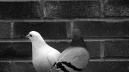 Science News | Srudy Shows Pigeons Match Wits with Artificial Intelligence