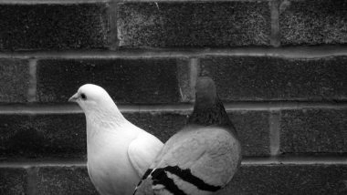 Science News | Srudy Shows Pigeons Match Wits with Artificial Intelligence