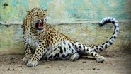 India News | Leopard Scare Back at Andhra's Tirumala Walkway, Temple Authorities Issue Alert for Devotees