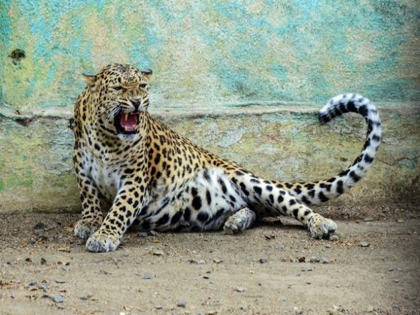 India News | Leopard Scare Back at Andhra's Tirumala Walkway, Temple Authorities Issue Alert for Devotees - Vimarsana News