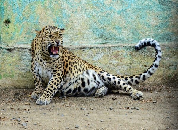 India News | Leopard Scare Back at Andhra's Tirumala Walkway, Temple Authorities Issue Alert for Devotees