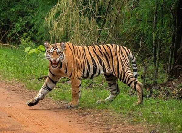 India News | Delhi: NTCA to Organise Art Exhibition Marking 50 Years of 'Project Tiger'