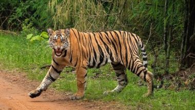 India News | Uttarakhand: Carcass of Tigress Found in Bijrani Zone of Corbett Tiger Reserve