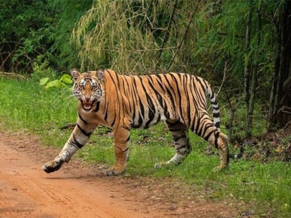 India News | Uttarakhand: Carcass of Tigress Found in Bijrani Zone of Corbett Tiger Reserve - Vimarsana News
