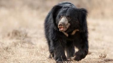 Bear Attack in Andhra Pradesh: 25-Year-Old Keeper Fatally Attacked by Himalayan Black Bear During Cleaning at Visakhapatnam Zoo