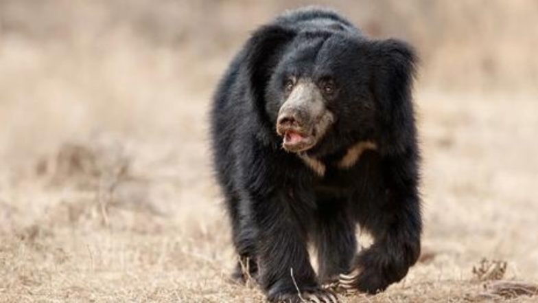 Black Bear Cub Wanders Into Alaskan Grocery Store, Gets Caught and Euthanised by Officials (Watch Video)