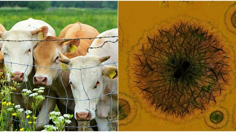 Brucellosis Case in Kerala: Father and Son Test Positive for Bacterial Infection in Thiruvananthapuram