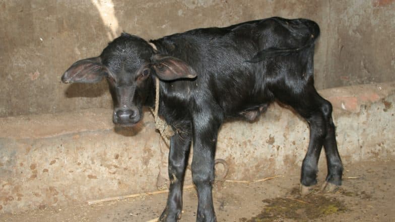 Pune Bestiality Horror: Man Caught on Camera Having Sex With Buffalo Calf in Chikhali, Disturbing CCTV Video Goes Viral