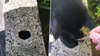 Neighbourhood Cat Pulls Woman's Keys Out of a Hole After Little Boy Dropped Them, Astonishing Video Goes Viral