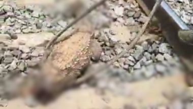 Karnataka: Crocodile Dies After Coming Under Train in Gadag